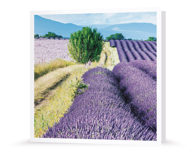 Grußkarte - Lavendel 24208